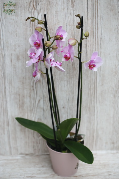 Virágküldés Budapest - Rózsaszín Phalaenopsis orchidea kaspóval