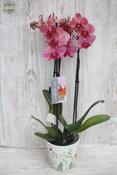 Blumenlieferung nach Budapest - lachsfarbene Phalaenopsis-Orchidee im Topf