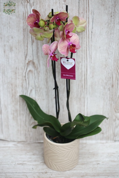 flower delivery Budapest - pink Phalaenosis orchidee in pot