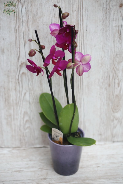 Virágküldés Budapest - Sötétrózsaszín Phalaenopsis orchidea kaspóval