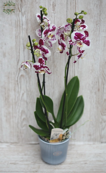 flower delivery Budapest - white-purple spotted Phalaenosis orchide in pot