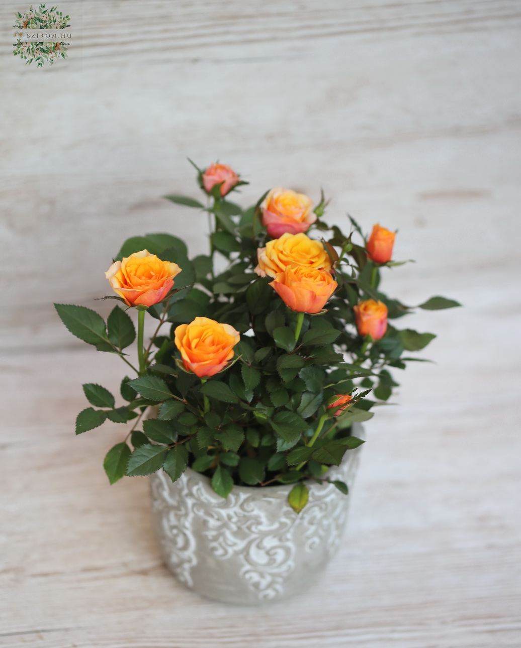 flower delivery Budapest - Rose Sunstar Cordana Grande in pot