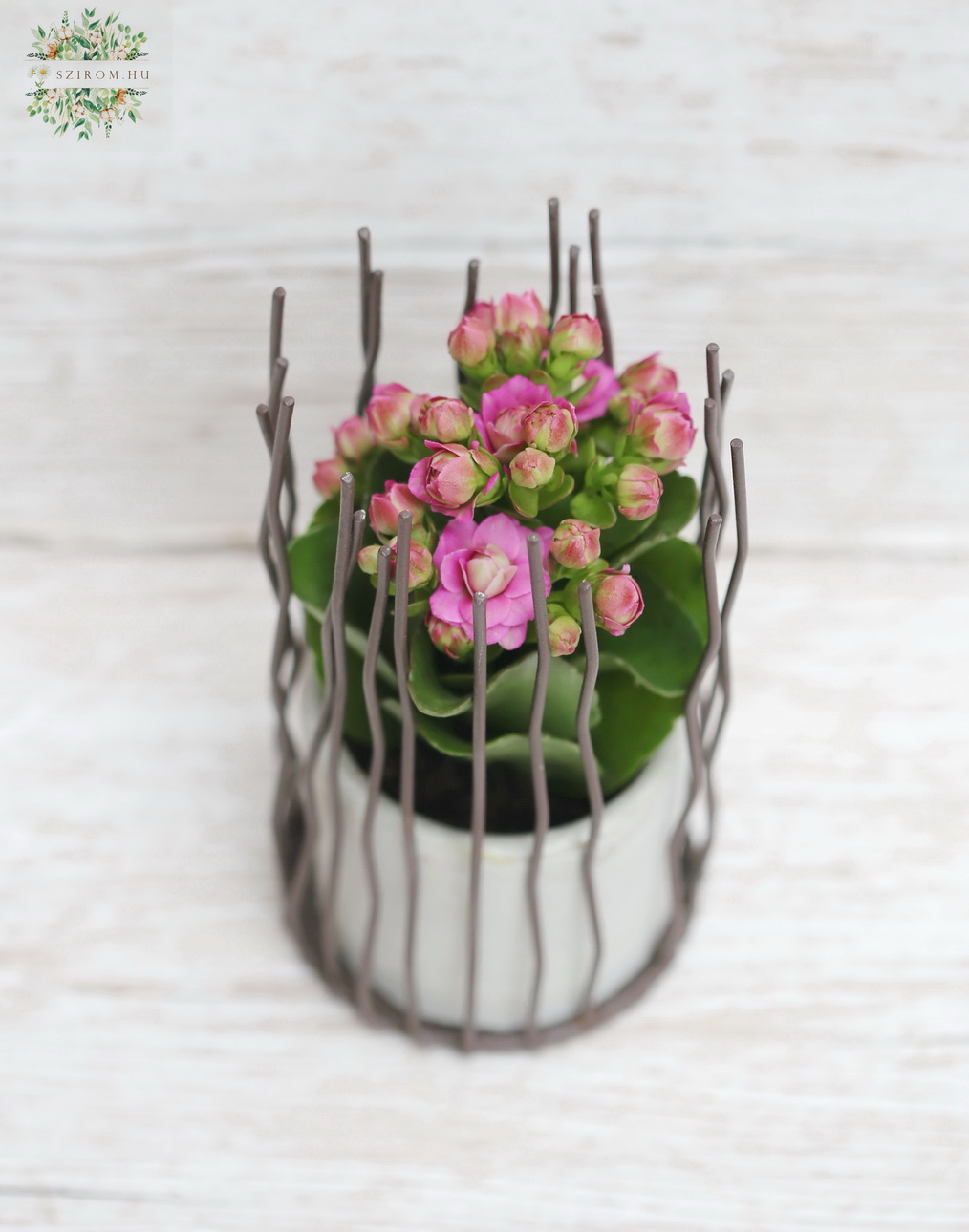 Blumenlieferung nach Budapest - Mini Kalanchoe mit metallische rustikale Topf
