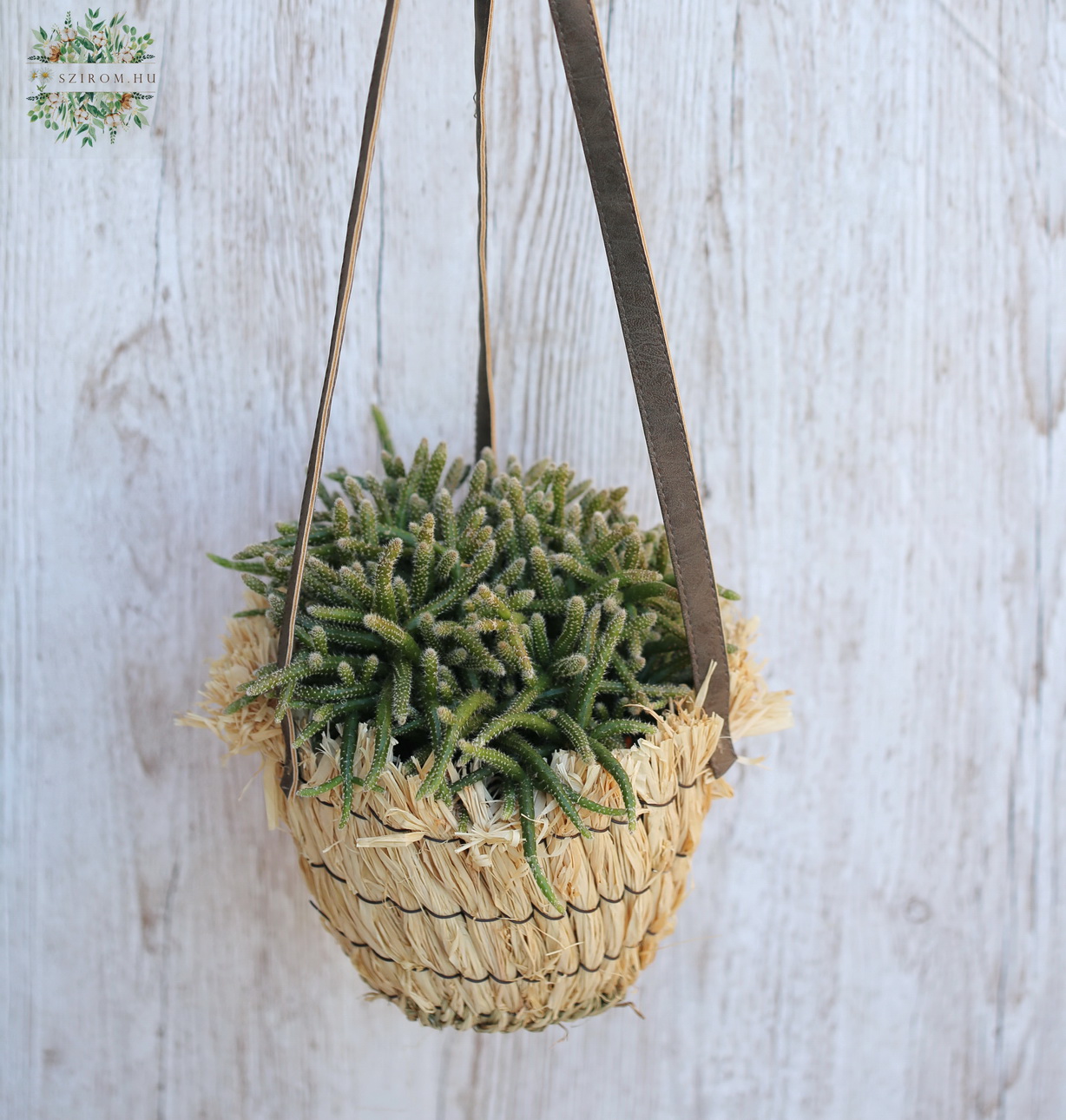 flower delivery Budapest - Rhipsalis in hangpot