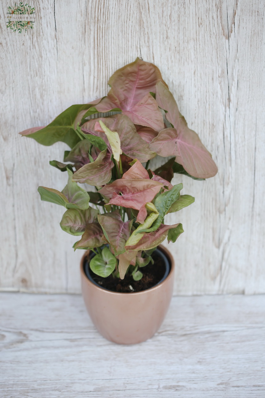 flower delivery Budapest - Syngonium in pot