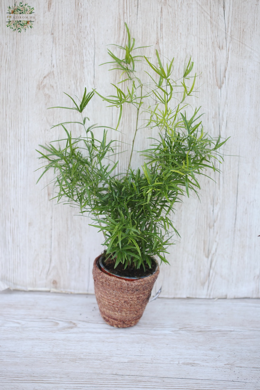 flower delivery Budapest - Asparagus Falcatus in pot