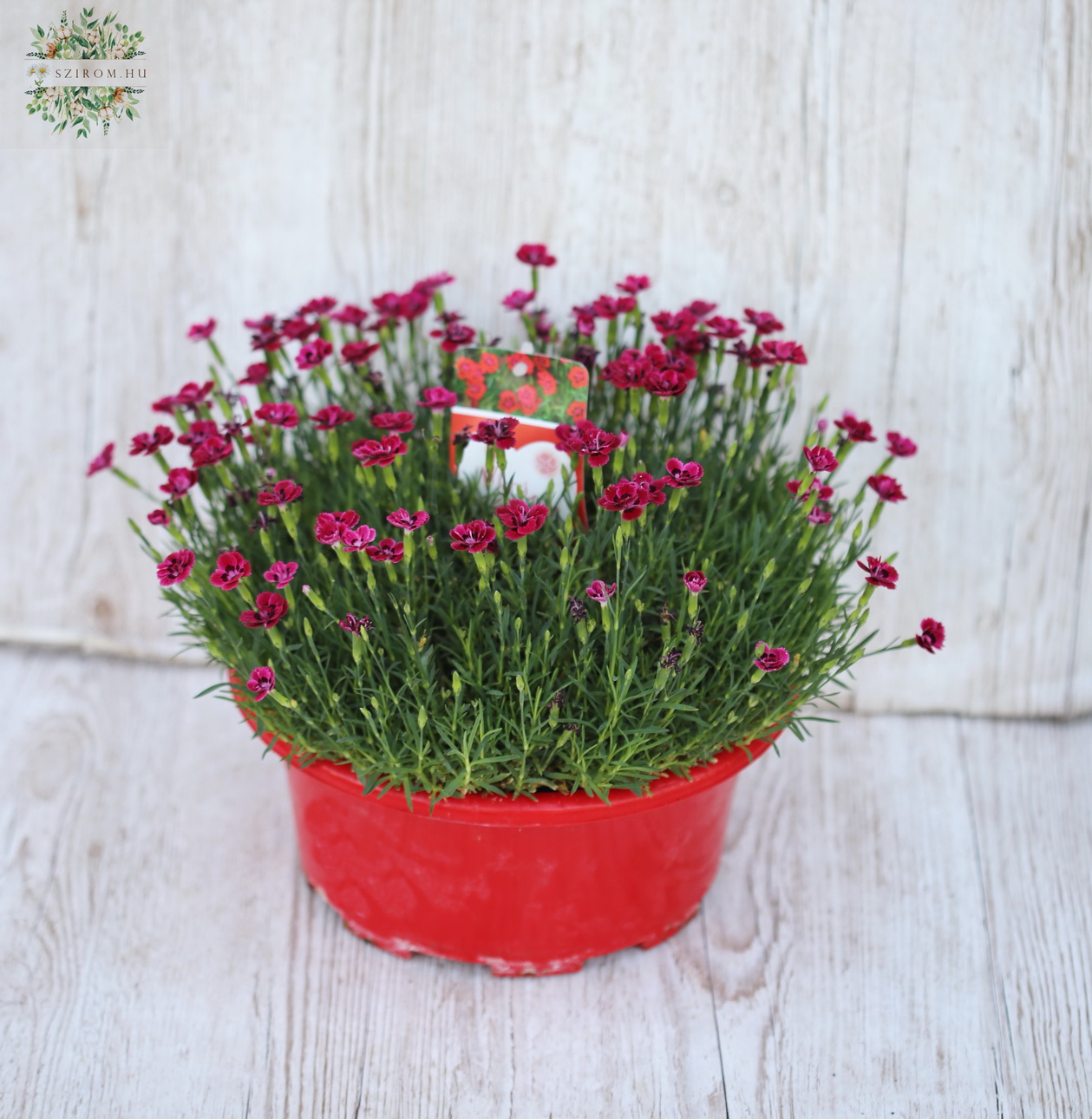 Blumenlieferung nach Budapest - Nelke (Balkon)