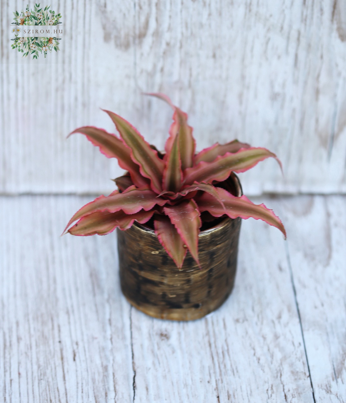 Blumenlieferung nach Budapest - Cryptanthus bivittatus Pink Starlight - mini, im Topf