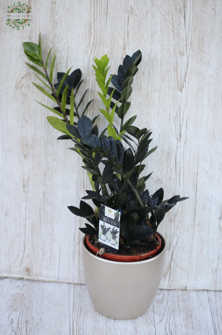 flower delivery Budapest - Zámia Black Raven in Pot