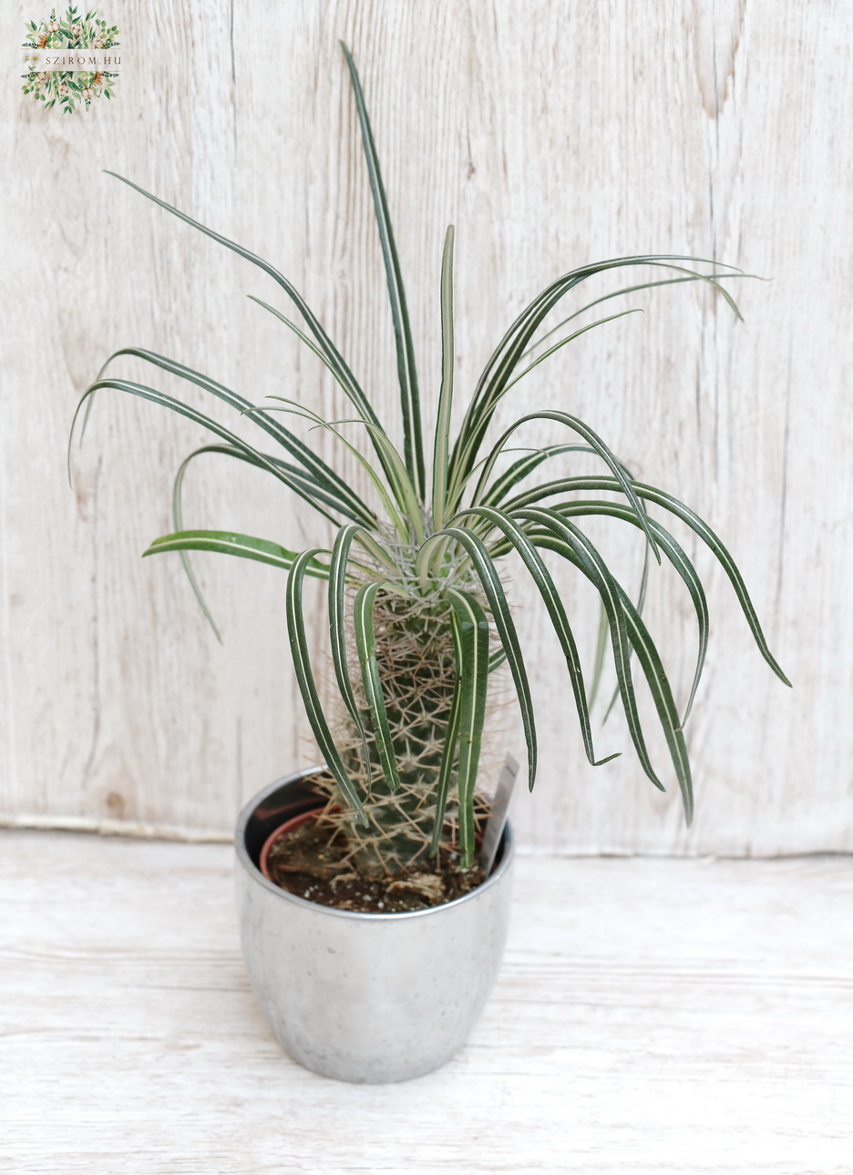 flower delivery Budapest - Pachipodium in pot, 40cm