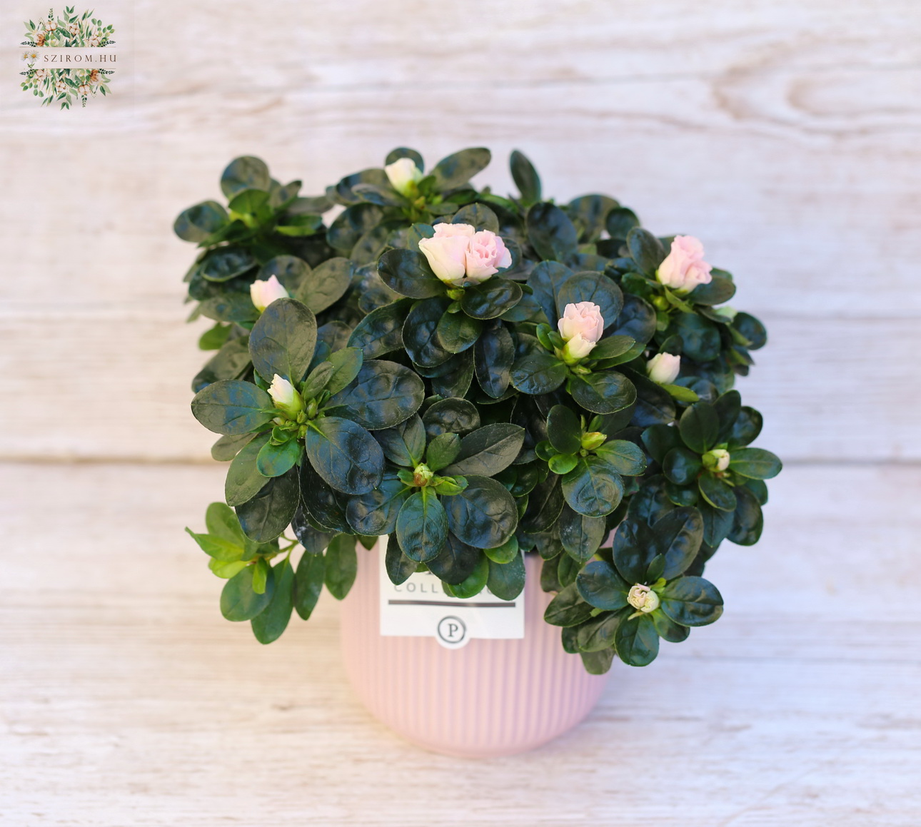 flower delivery Budapest - Azalea in pot