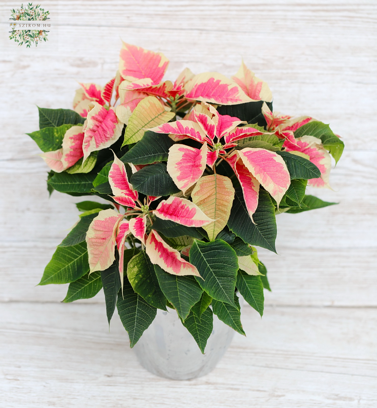 flower delivery Budapest - Bicolor Poinsettia in pot