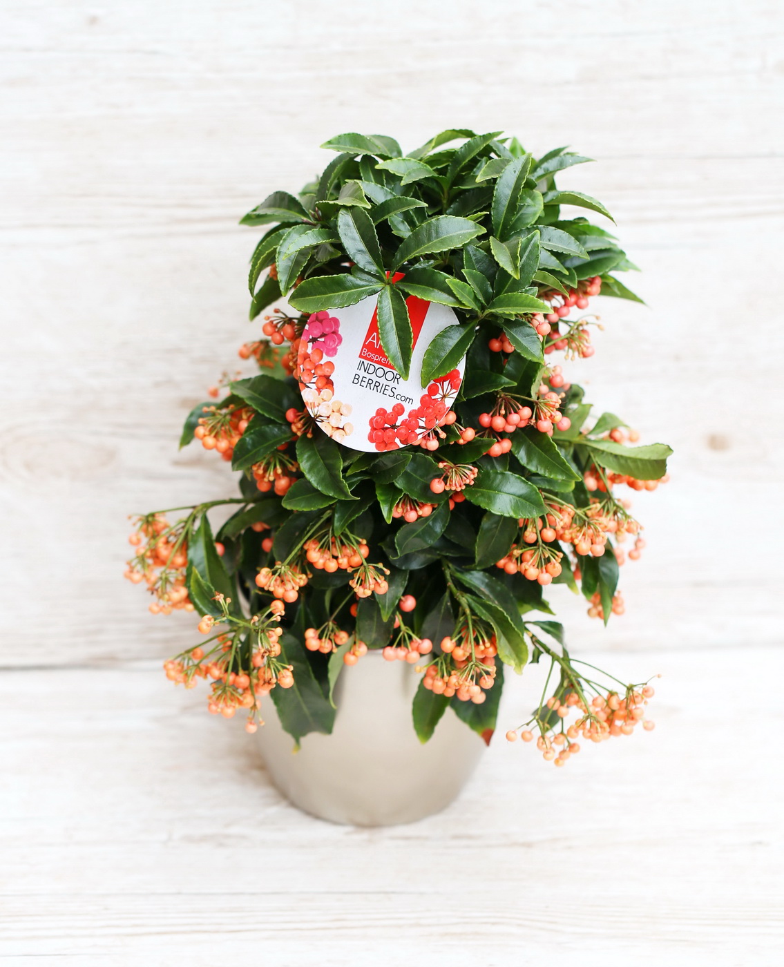 Blumenlieferung nach Budapest - Ardisia