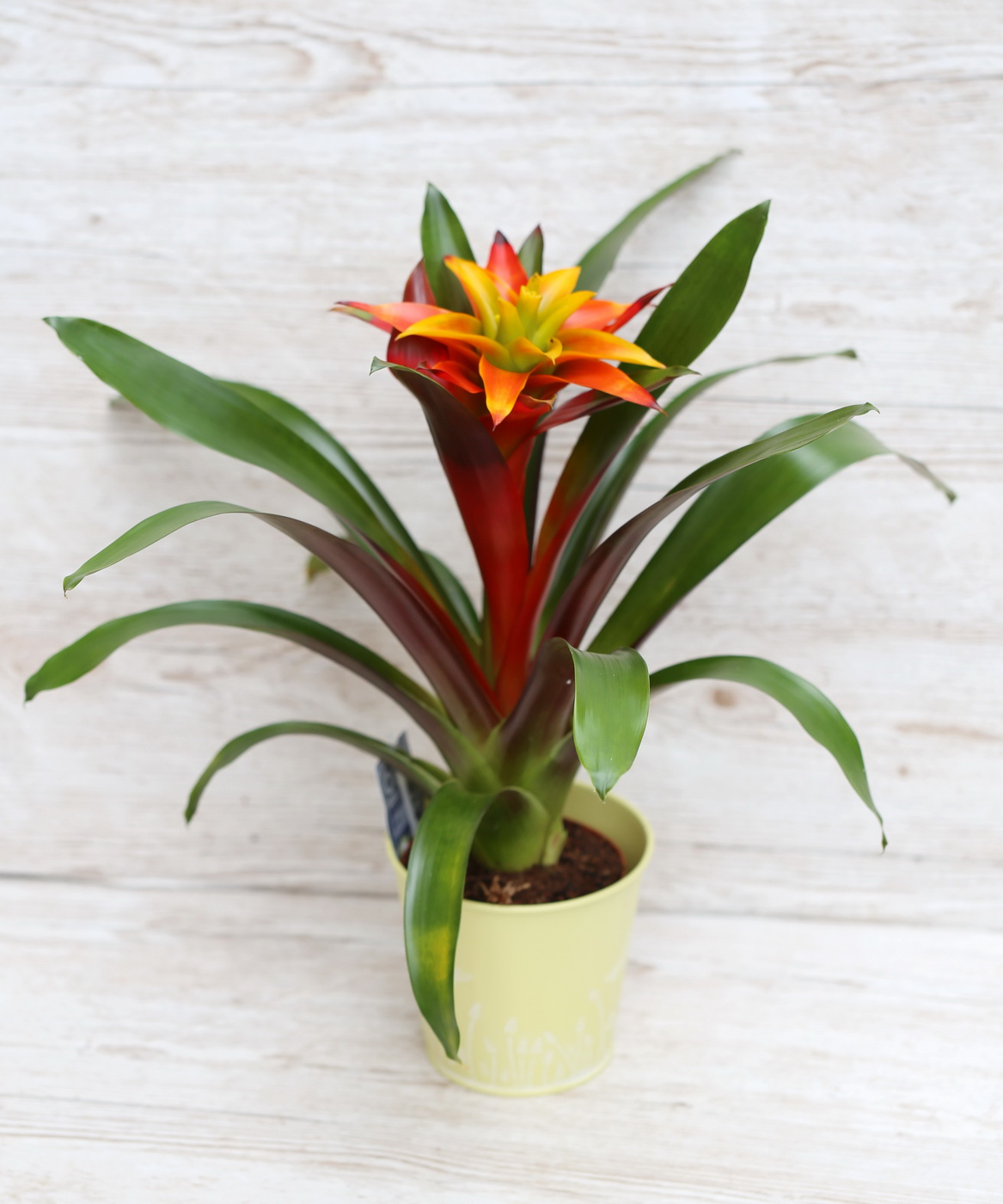 Virágküldés Budapest - Guzmania