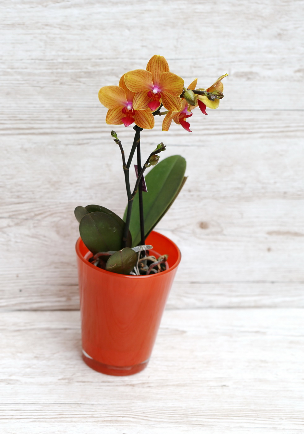 flower delivery Budapest - Phalaenopsis midi orange