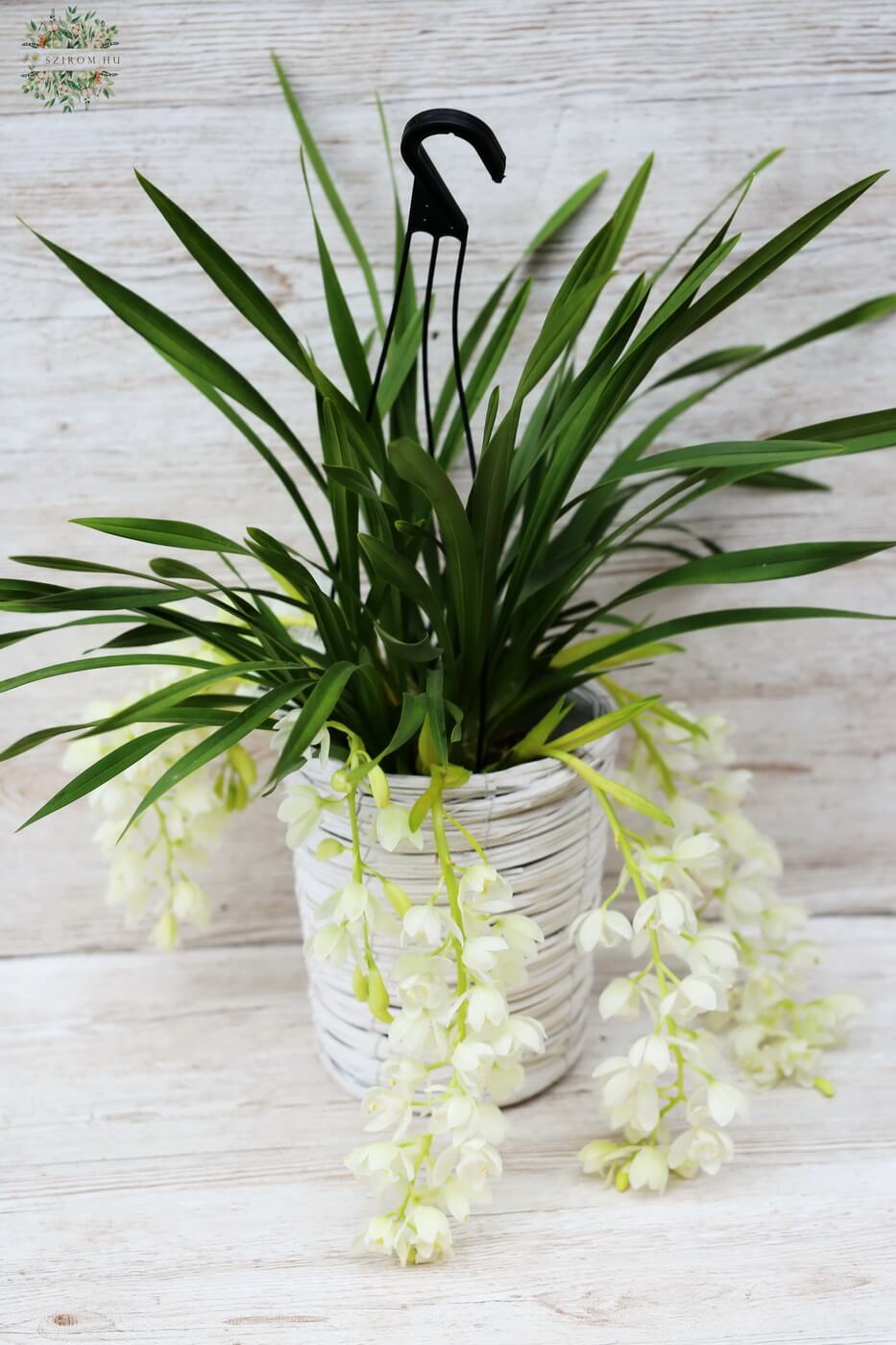 Blumenlieferung nach Budapest - Cymbidium Ice Cascade