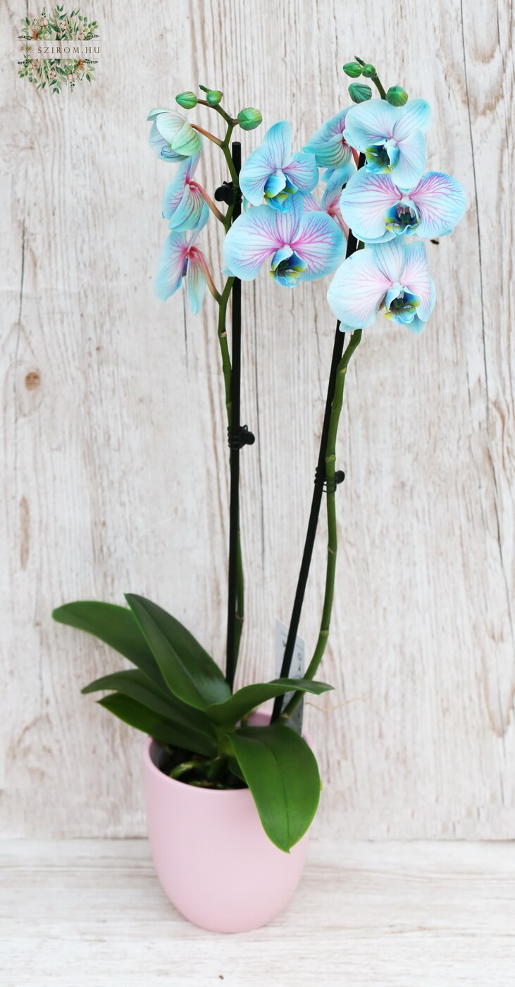 Virágküldés Budapest - Phalaenopsis kék orchidea kaspóval
