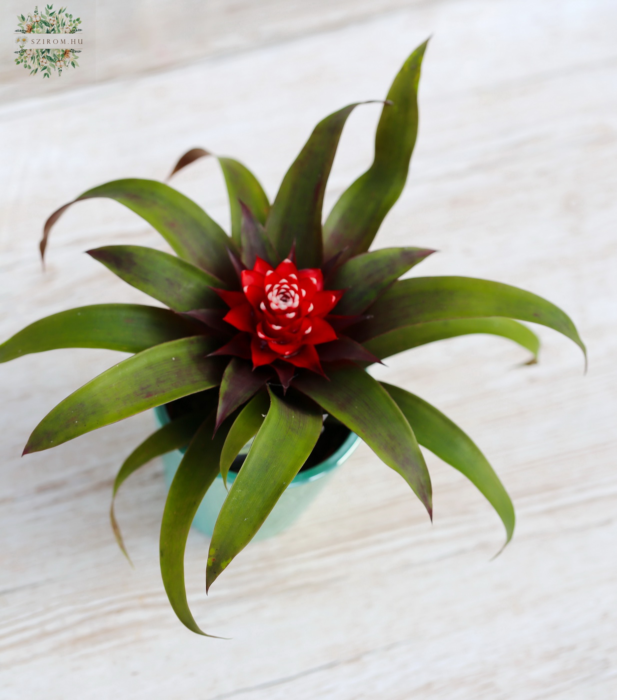 Blumenlieferung nach Budapest - Guzmania Priscilla 20 cm hoch