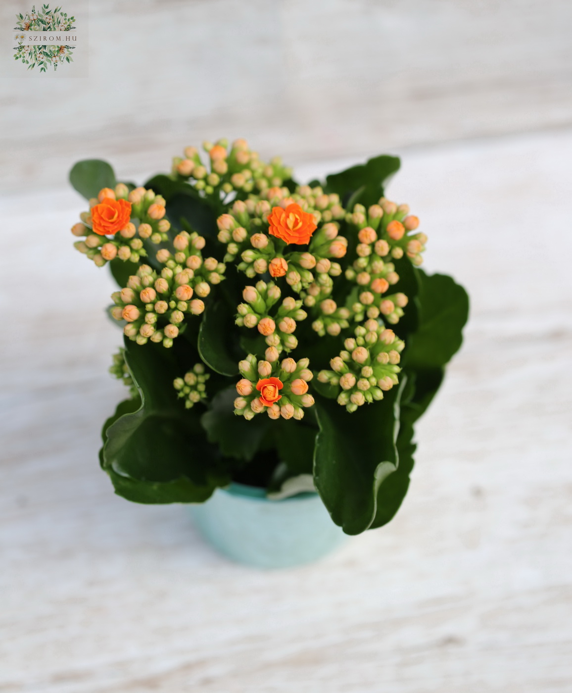 Blumenlieferung nach Budapest - Kalanchoe mit Topf, midi