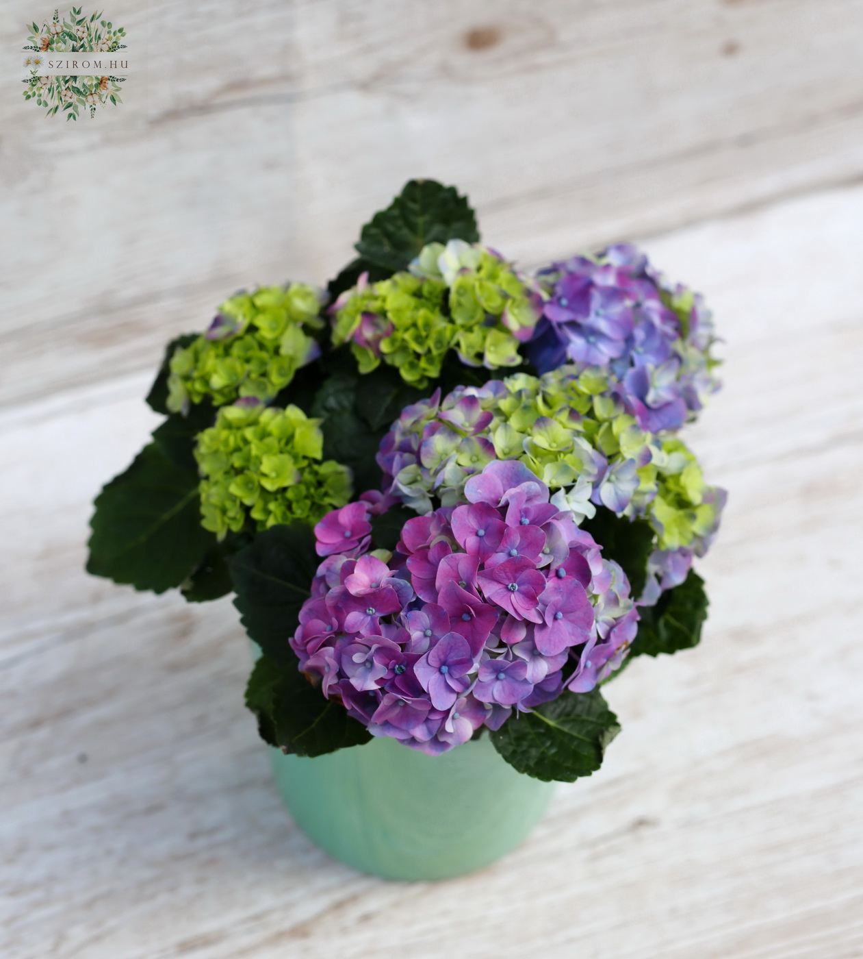 Blumenlieferung nach Budapest - Kleine Hortensie mit Topf, 20 cm hoch