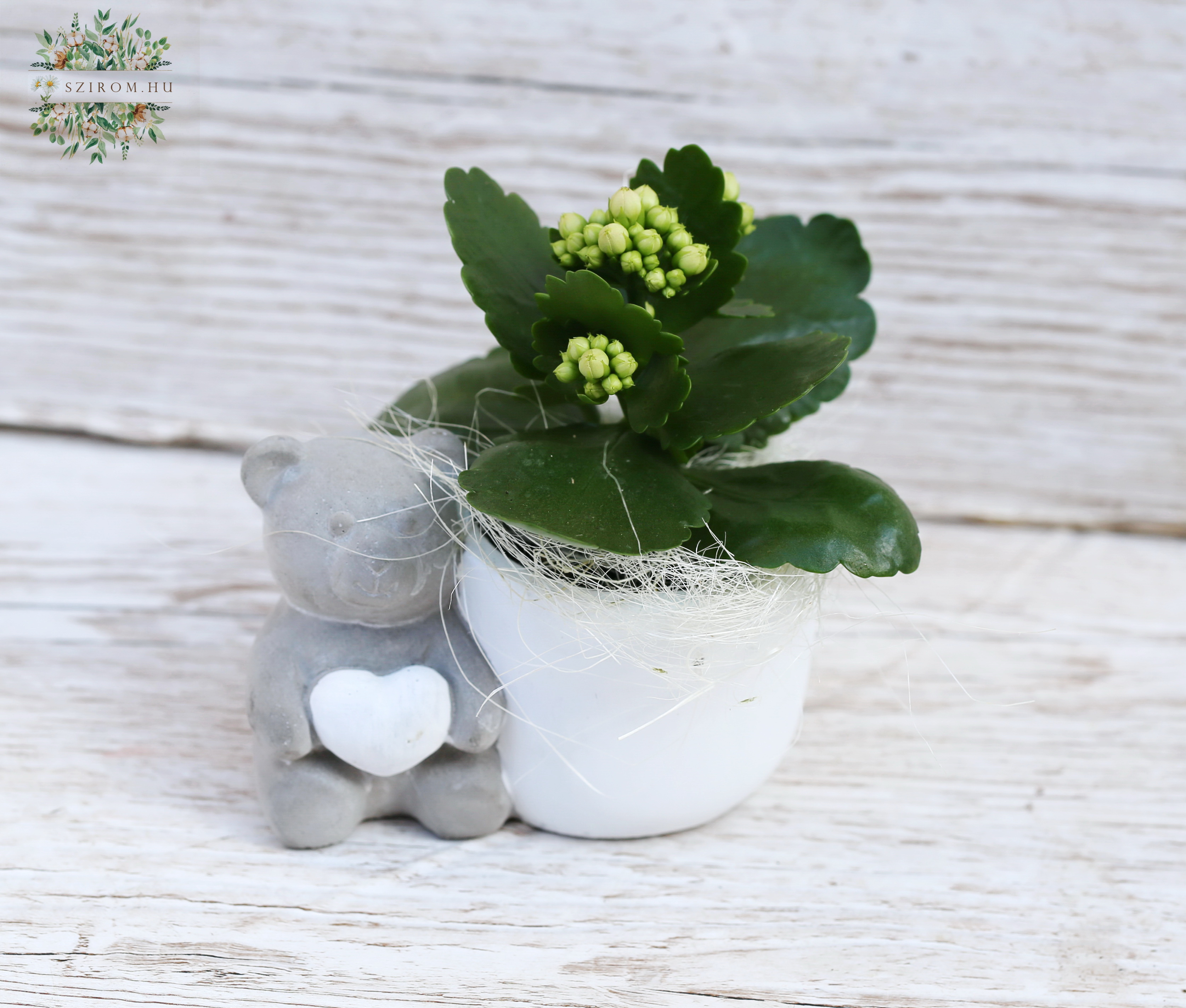 Blumenlieferung nach Budapest - Teddy Topf mit mini Kalanchoe (14cm)