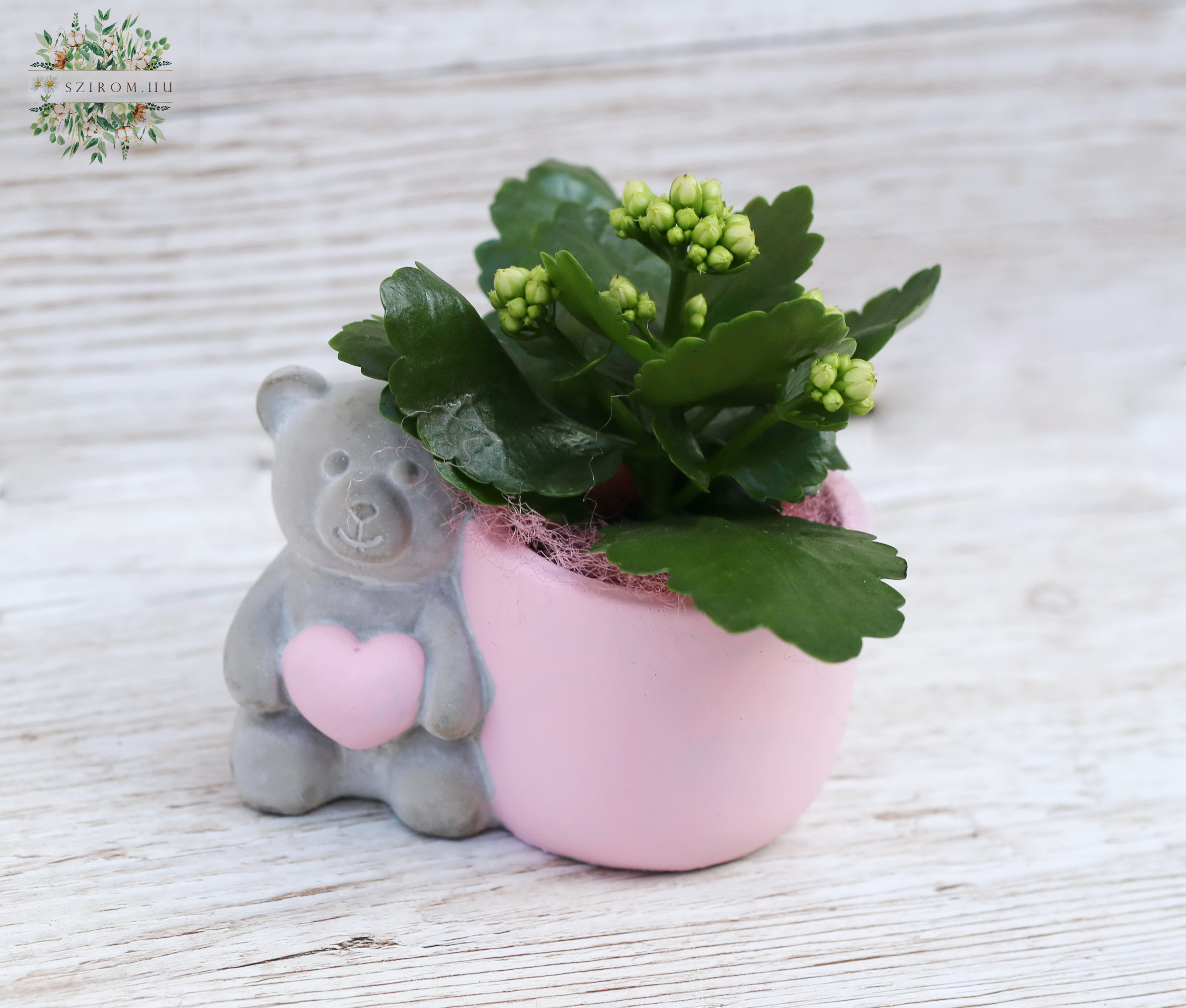 Blumenlieferung nach Budapest - Teddy Topf mit mini Kalanchoe (14cm)