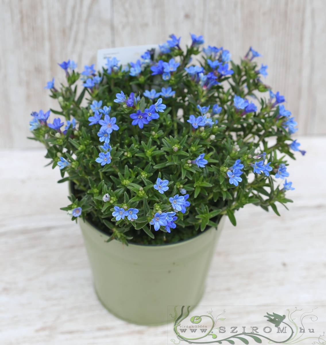 flower delivery Budapest - Lithodora diffusa Heavenly Blue in pot