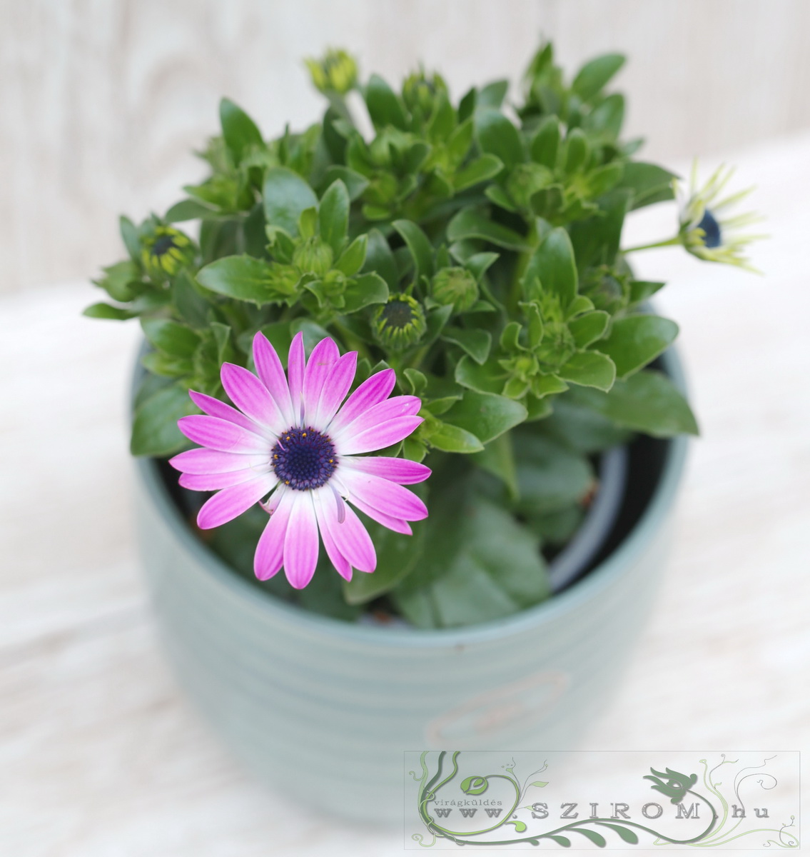 Blumenlieferung nach Budapest - Osteospermum im Topf