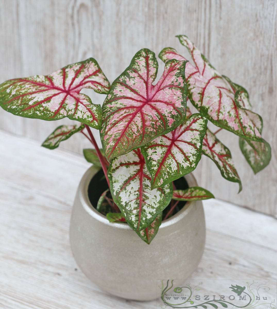 Blumenlieferung nach Budapest - Caladium Tapestry im Topf