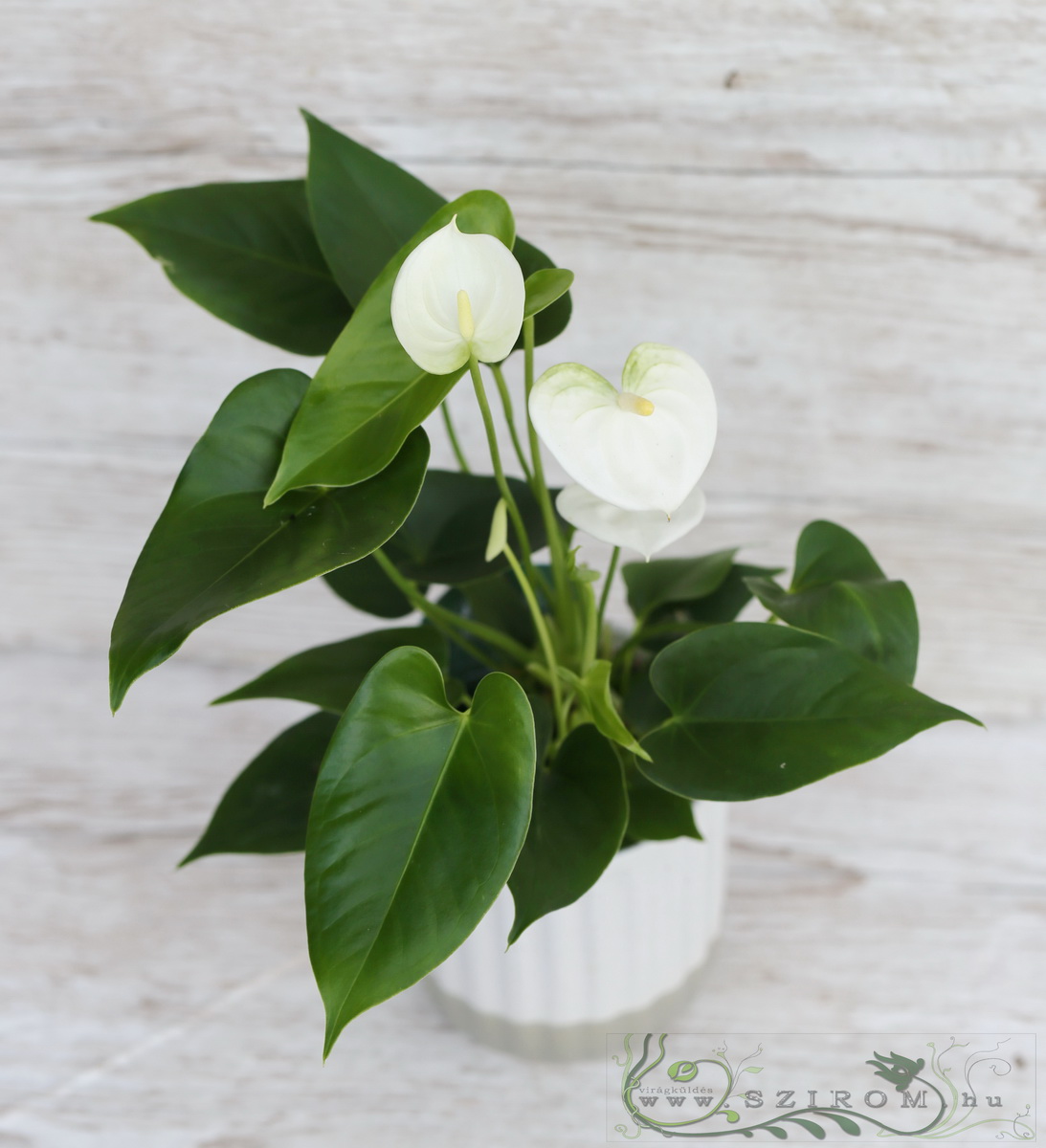 Blumenlieferung nach Budapest - kleine Anthurium im Topf weiss