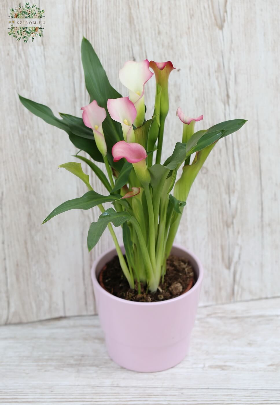 Blumenlieferung nach Budapest - Calla im Topf