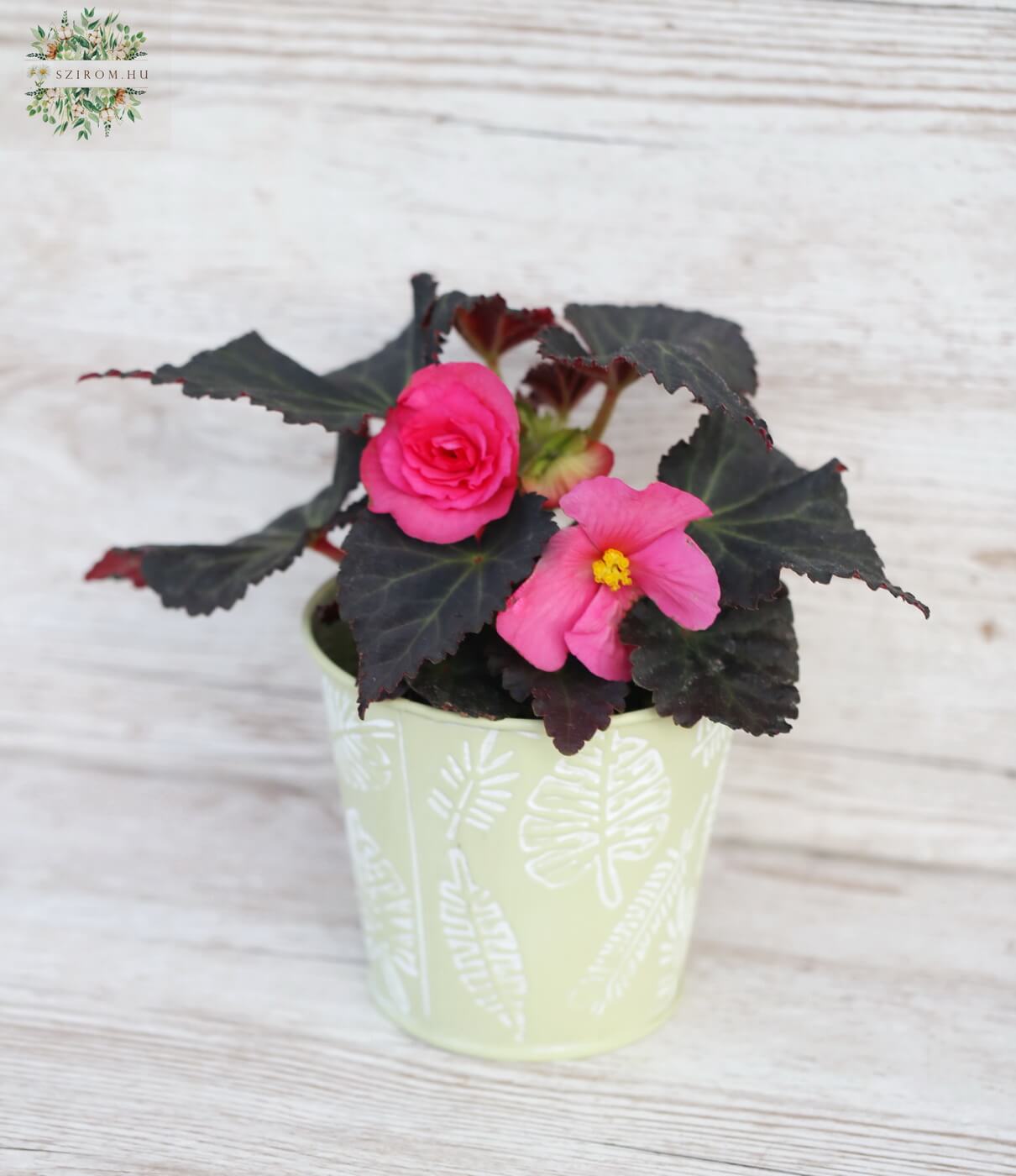 Blumenlieferung nach Budapest - Begonia Dark