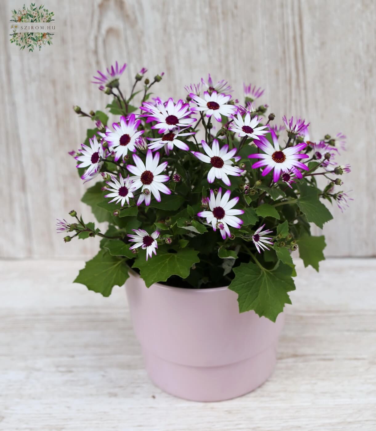 flower delivery Budapest - Pericallis C Senettio in pot