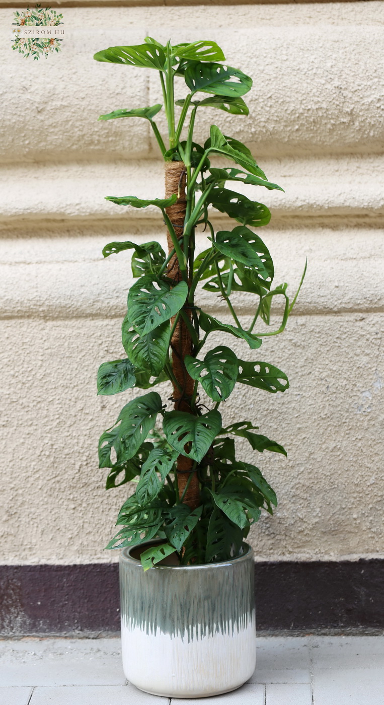 flower delivery Budapest -  Monstera Monkey mask 