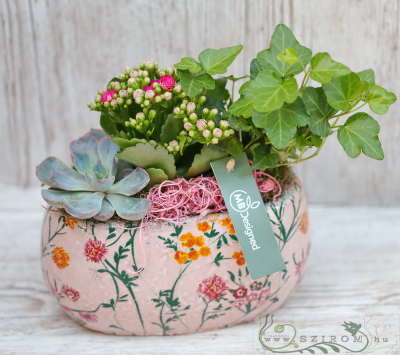 flower delivery Budapest - kleine Pflanzen in einen länglichen Topf mit Blumenmuster