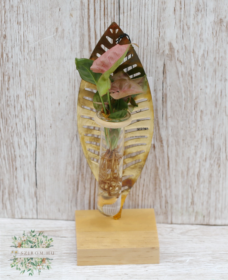 Blumenlieferung nach Budapest - Hydrokulturpflanze im Blattpflanzenhalter (24 cm)