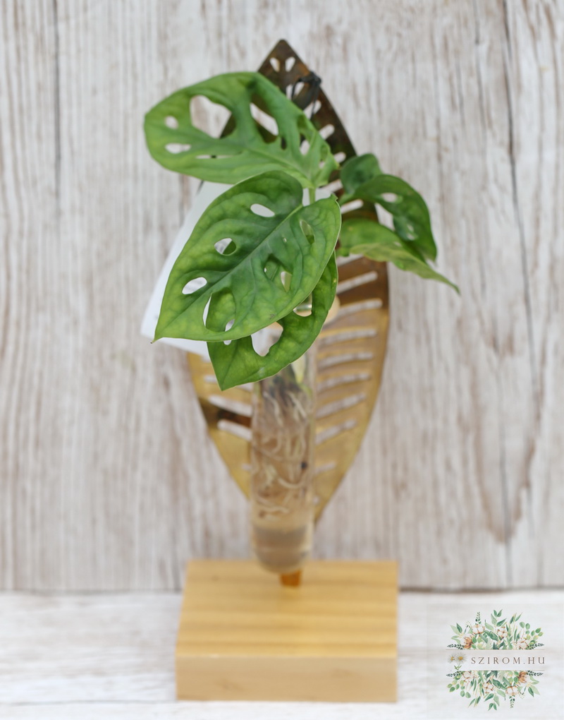 Blumenlieferung nach Budapest - Hydrokulturpflanze im Blattpflanzenhalter (24 cm)