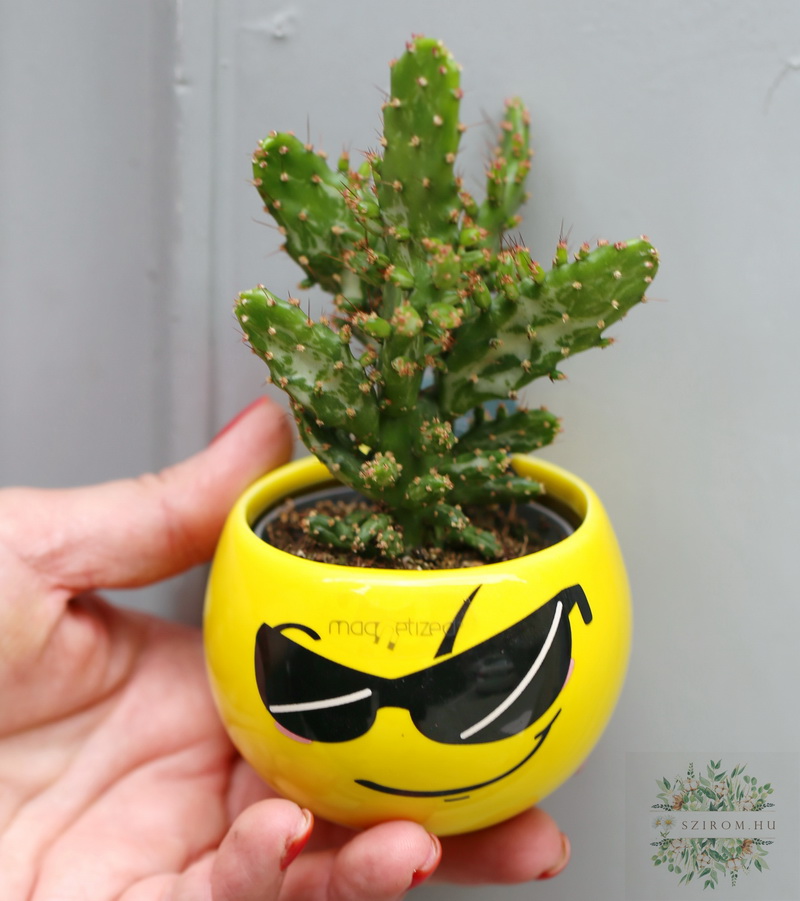 flower delivery Budapest - Succulent plant in a smile pot with sunglasses (10cm)