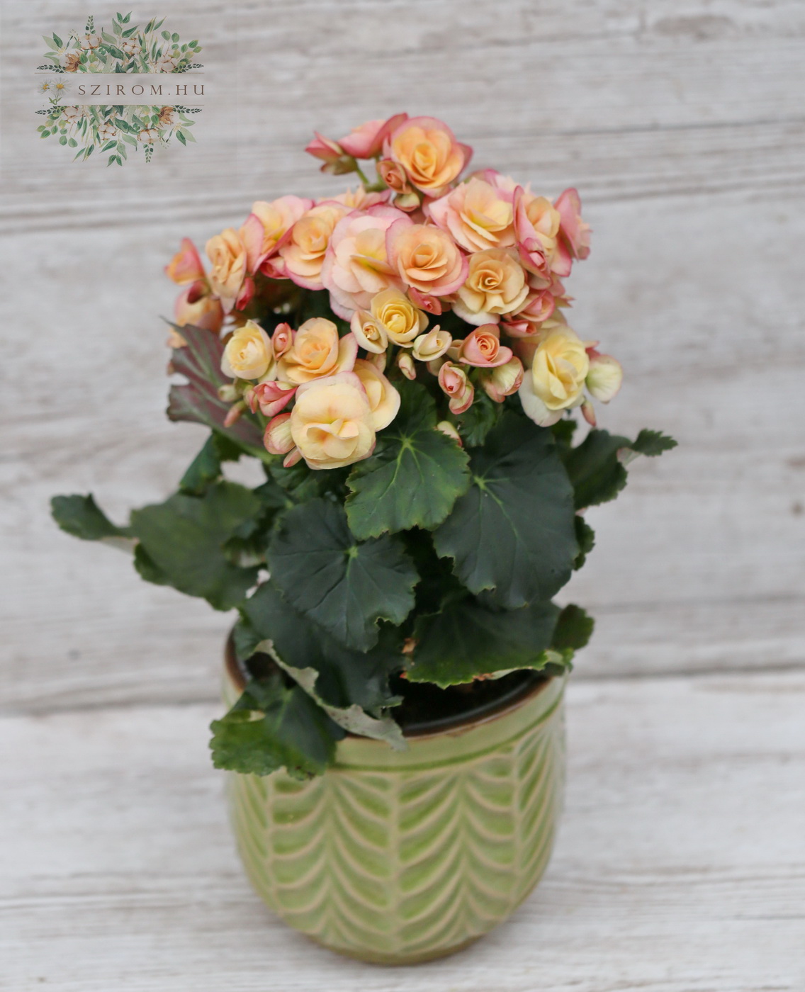 flower delivery Budapest - Begonia in a pot