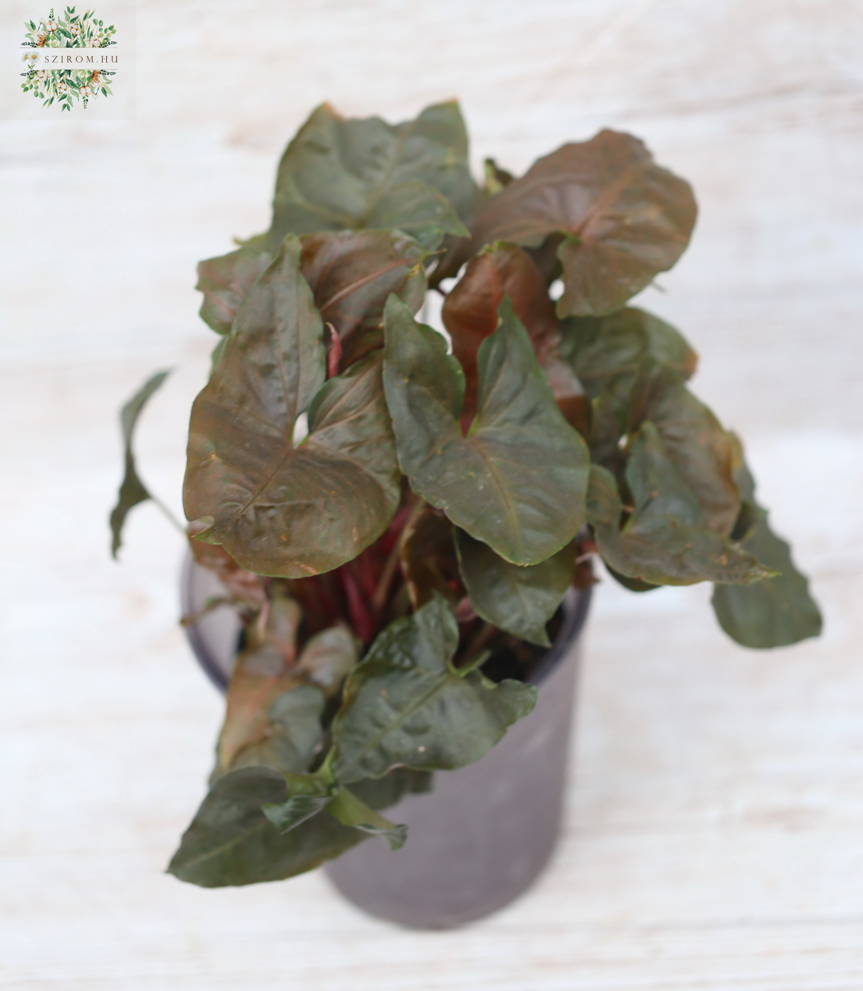 flower delivery Budapest - Syngonium brown