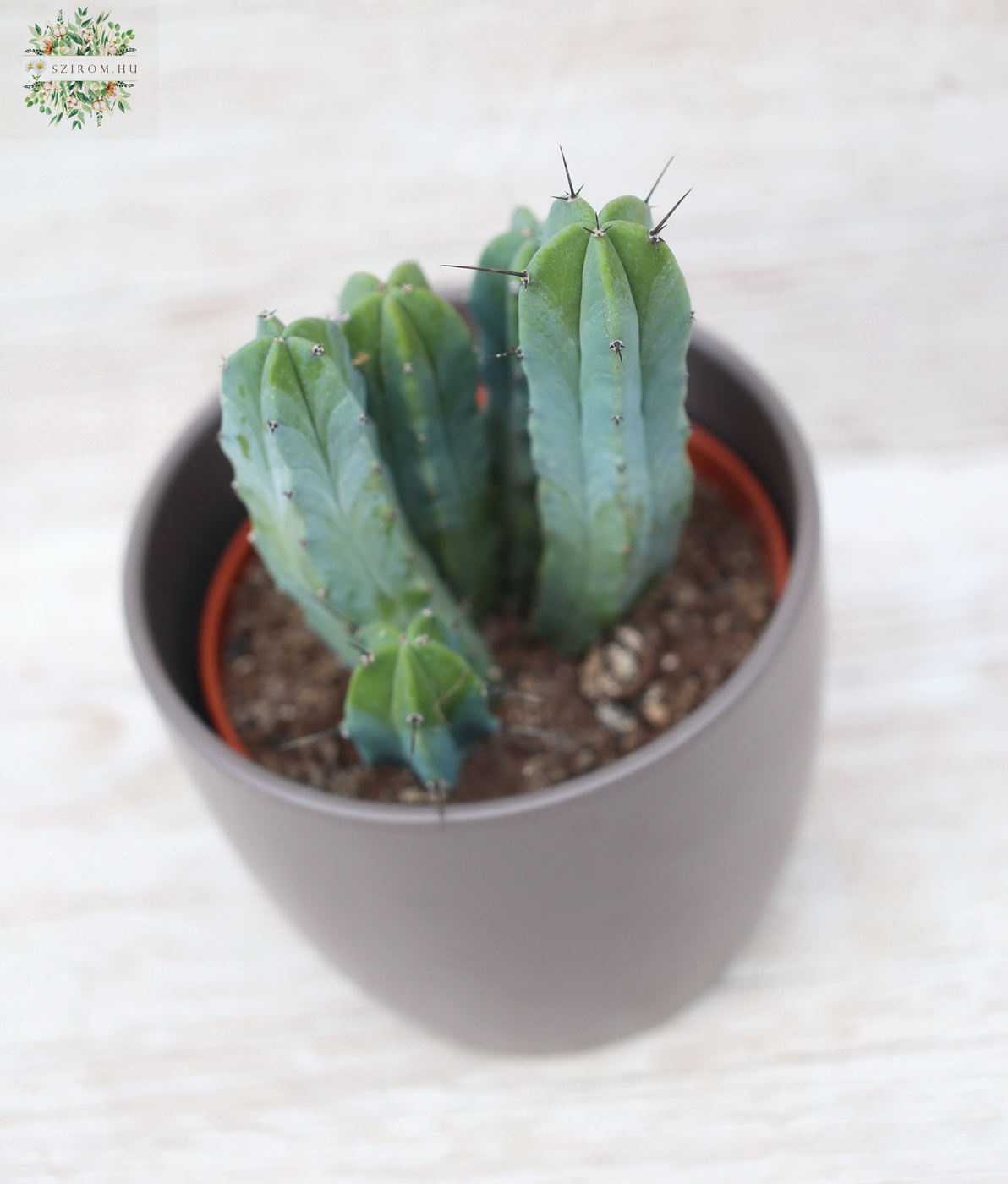 flower delivery Budapest - Myrtillocactus geometrisans