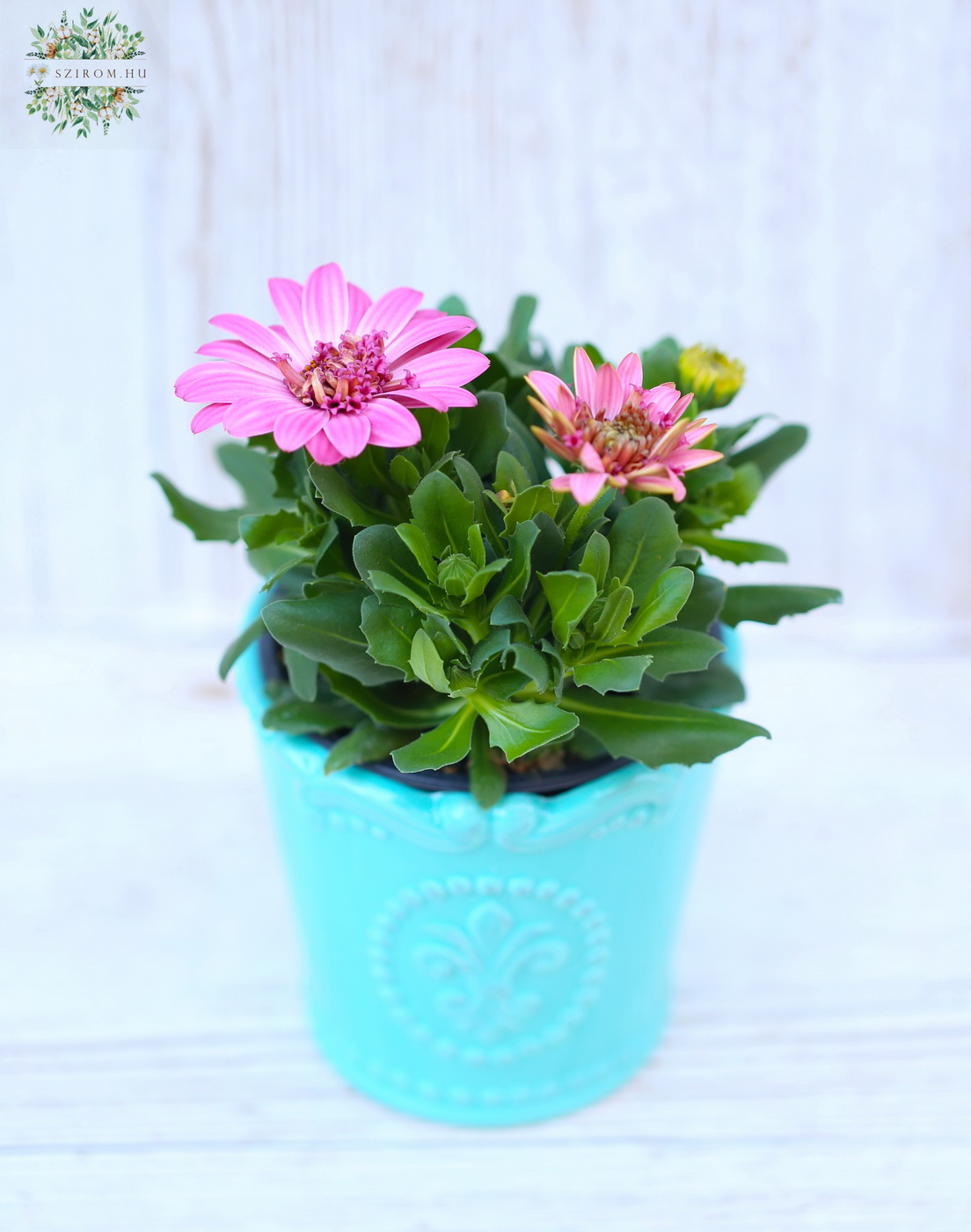 flower delivery Budapest - Osteospermum in pot