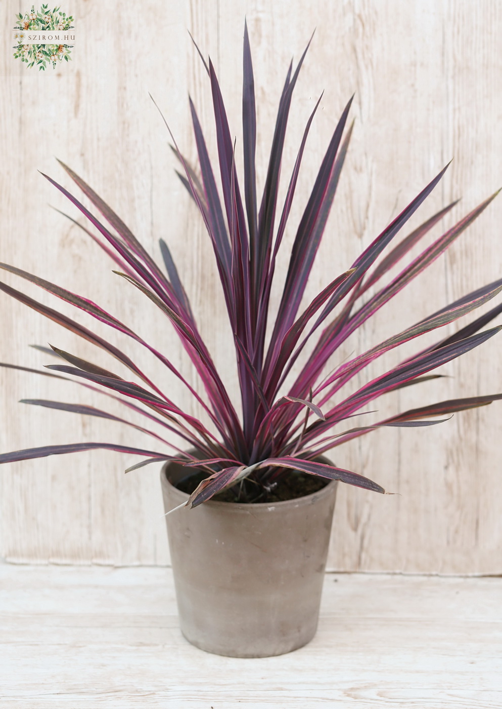 Virágküldés Budapest - Cordyline (bunkóliliom) kaspóban