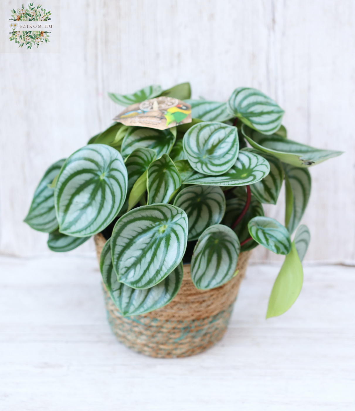 flower delivery Budapest - variegated Peperomia in pot