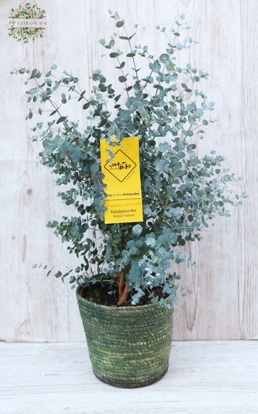 Virágküldés Budapest - Eucalyptus gunni kaspóban (60cm) (kültéri)