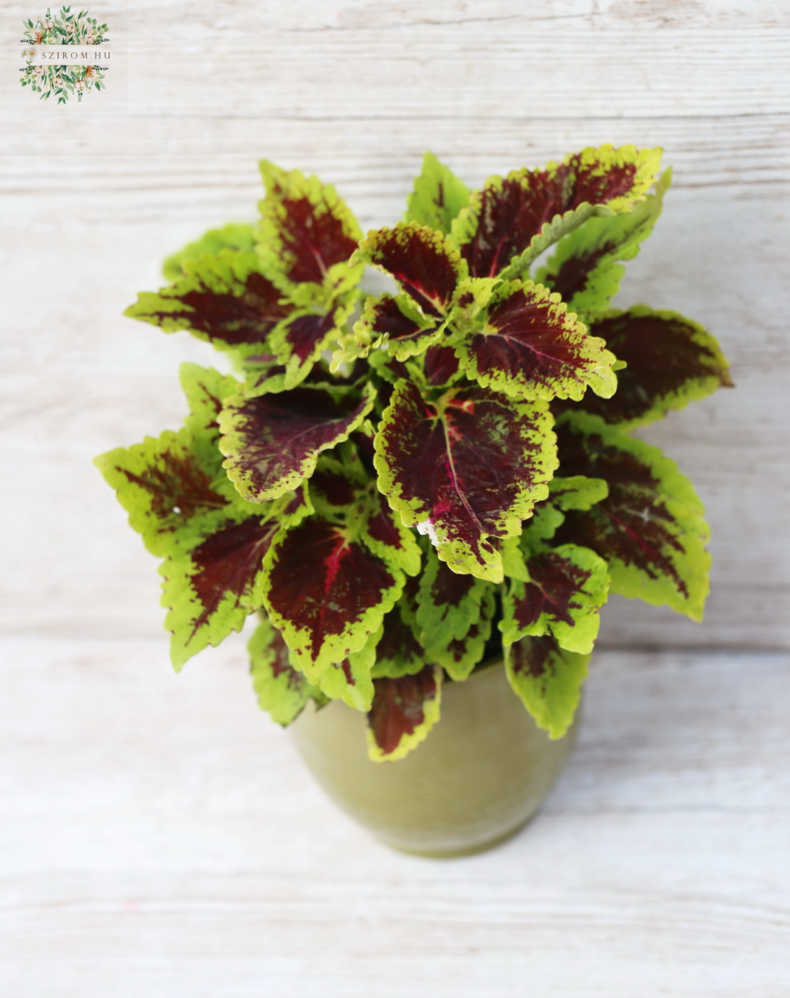 Blumenlieferung nach Budapest - Plectranthus Deco Nessel mit Topf