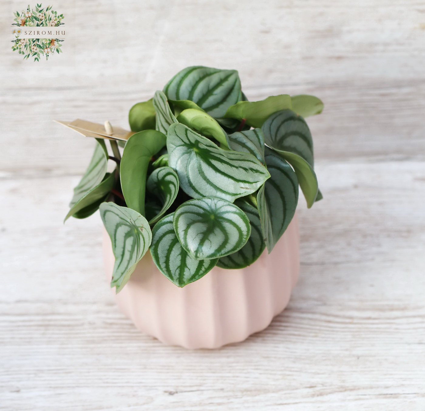 Blumenlieferung nach Budapest - Peperomia Argyreia mit Topf