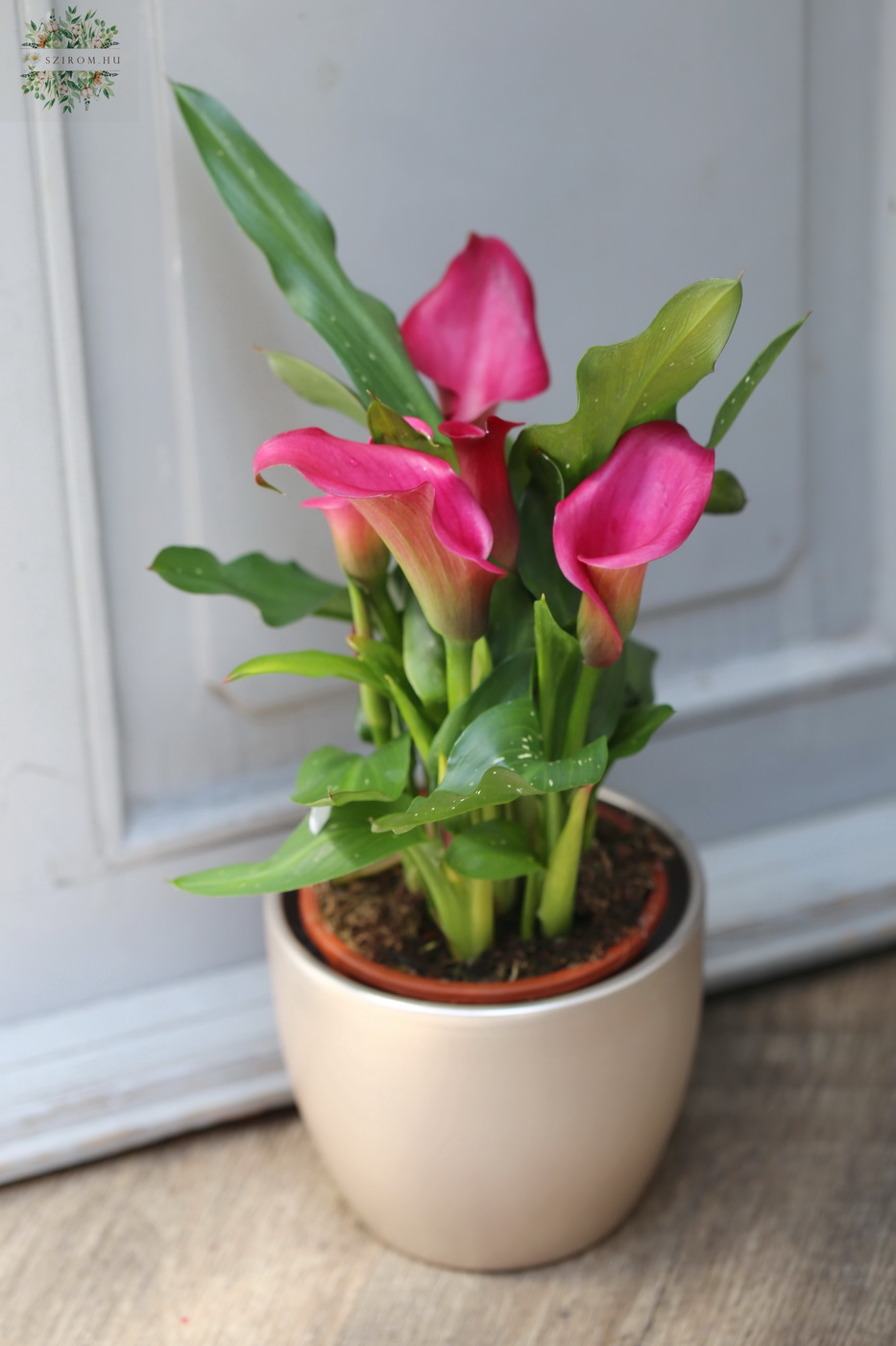 Blumenlieferung nach Budapest - Zantedeschia mit Topf