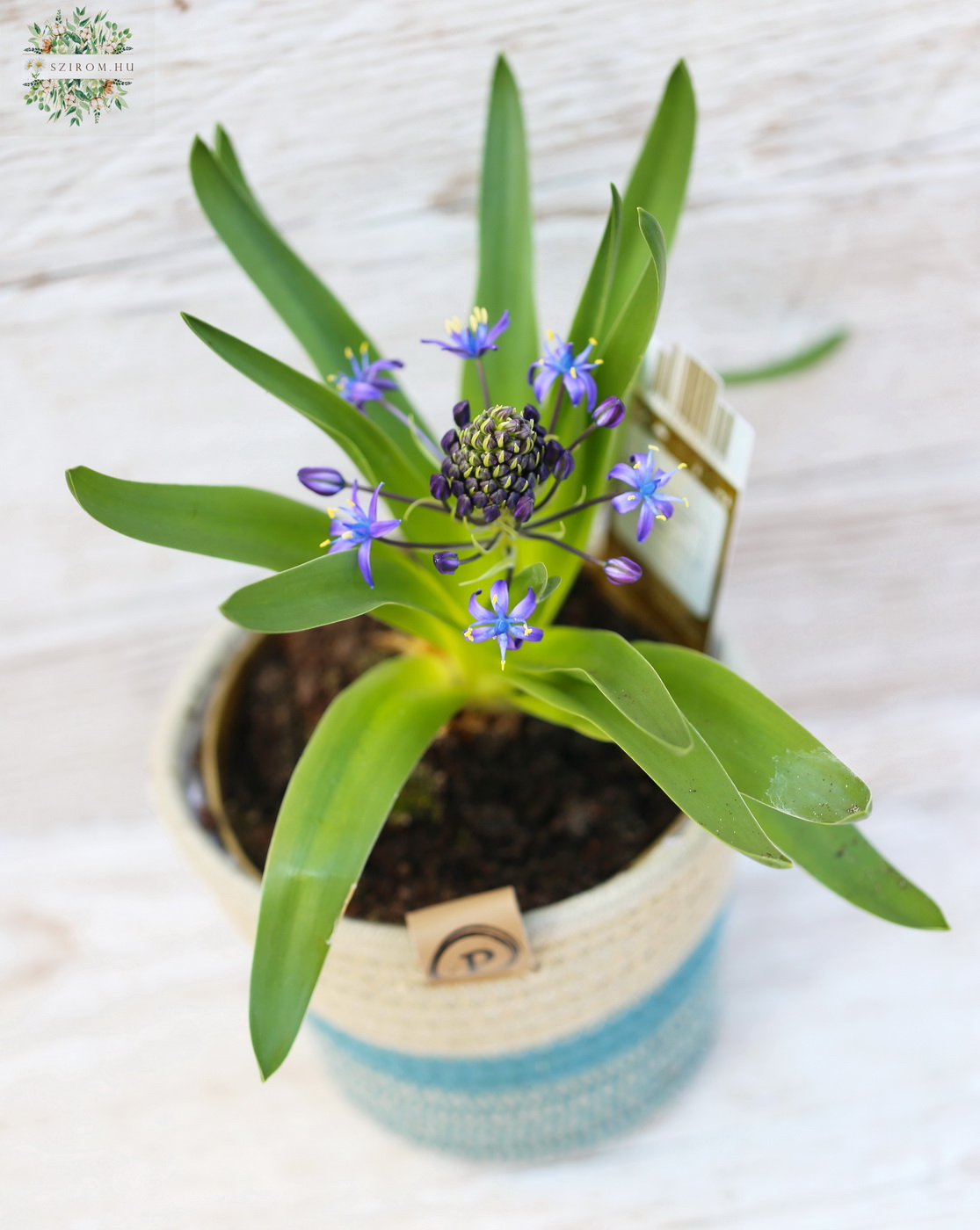 flower delivery Budapest - Scilla with pot