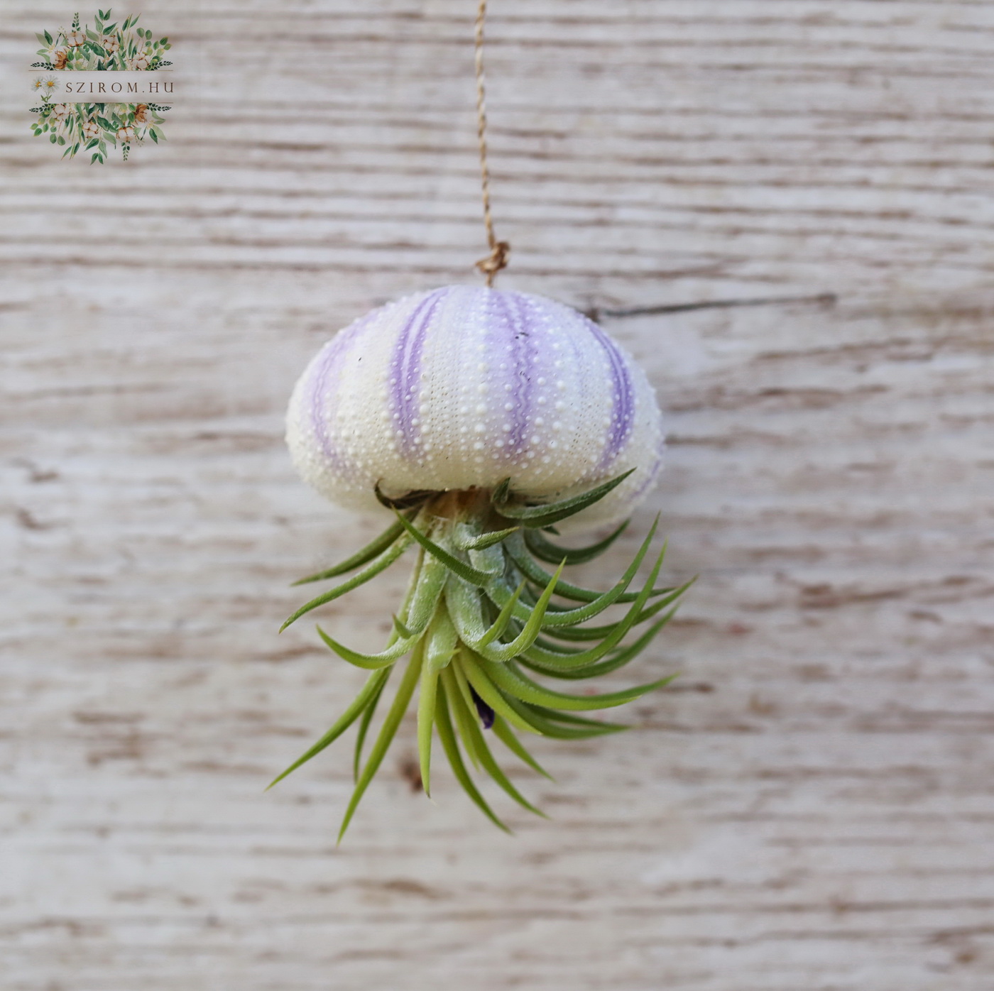 Blumenlieferung nach Budapest - Tillandsia im Seeigel 5-7cm